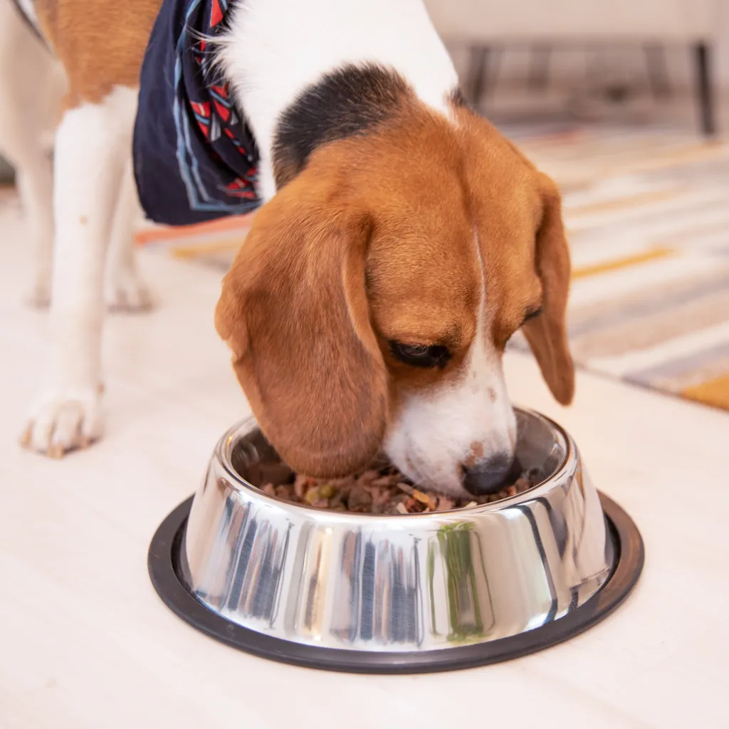 Relaxdays 4er Napfset Hund Größe S 4 Relaxdays 4er Napfset Hund Größe S – Bild 2